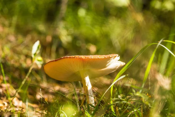 Красивая красная муха агарик, растущая в лесу. Amanita muscaria крупным планом на лесной подстилке. Типичные осенние пейзажи в Северной Европе . — стоковое фото