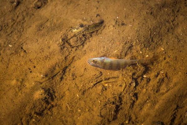 Küçük ortak levrek sığ sularda mücadele. Güzel küçük balık nehirde yüzme. Riverside sahne.