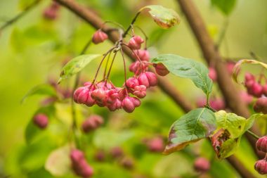 Güzel, parlak meyve sonbahar iğ ağacı doğal ortamlarında. Renkli sonbahar tatlı. Yeşil yaprakları pembe meyve.