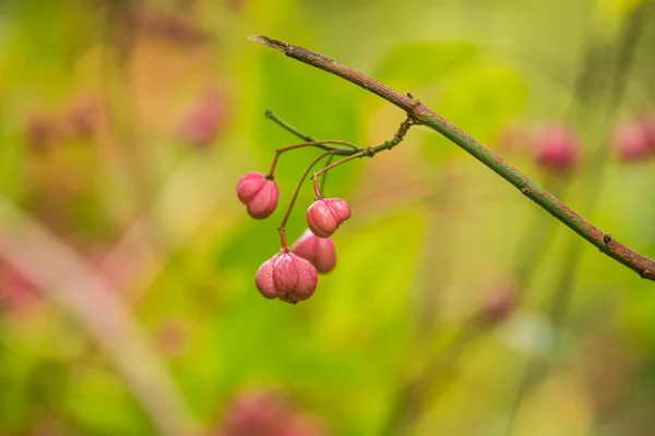 Belos frutos brilhantes de árvore de fuso no outono em habitat natural. Fecho de outono colorido. Frutas rosas em folhas verdes . — Fotografia de Stock