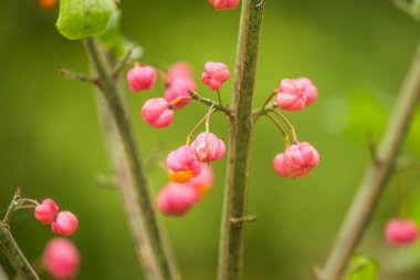 Güzel, parlak meyve sonbahar iğ ağacı doğal ortamlarında. Renkli sonbahar tatlı. Yeşil yaprakları pembe meyve.