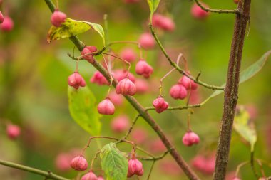 Güzel, parlak meyve sonbahar iğ ağacı doğal ortamlarında. Renkli sonbahar tatlı. Yeşil yaprakları pembe meyve.