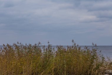 Sakin plaj manzara Letonya. Baltık Denizi'nin güzel sahil sahne. Denize yakın bir sonbahar.