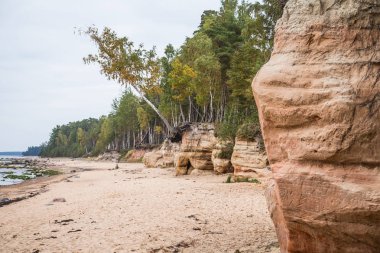 Bir güzel kumtaşı shore manzara. Baltık Denizi üzerinde bir kumtaşı kayalıklarla ar büyüyen ağaçlar. Sahne ile bir mağara. Baltık beach, yatay, mağaralar ve orman.