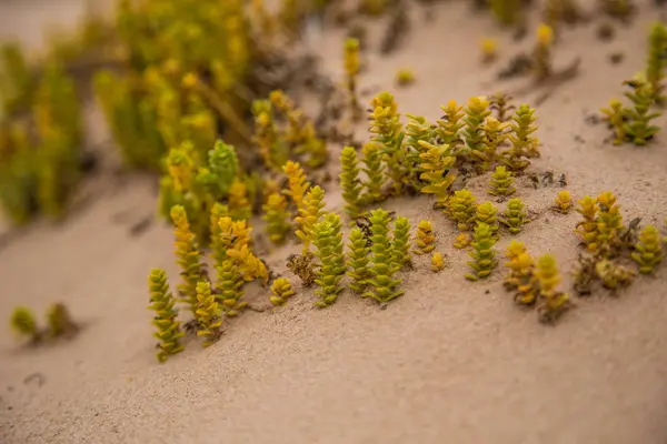Pequeñas y brillantes plantas costeras que crecen en la arena. Paisaje de playa con flora local. Un hermoso y colorido primer plano de una planta junto al mar . — Foto de Stock