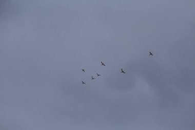 Denizin üzerinde uçan bir göçmen kuşlar ile güzel bir sahne. Kuş göç Güz. Kuşlar güneye uçar.