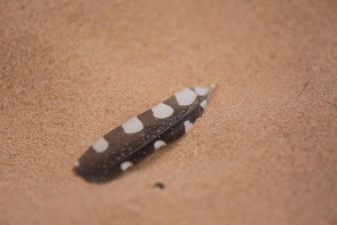 Tüyler kum. Minimalist görüntüsü düşmüş kuş tüyü. Baltık Denizi sahil sahne.