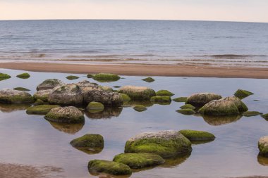 Yeşil yosun ile güzel bir plaj peyzaj taş kaplı. Yosun deniz kayaların üzerinde büyüyen. Baltık Denizi, renkli sonbahar manzara.