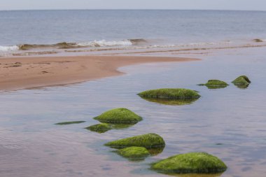Yeşil yosun ile güzel bir plaj peyzaj taş kaplı. Yosun deniz kayaların üzerinde büyüyen. Baltık Denizi, renkli sonbahar manzara.