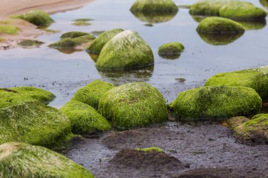 Yeşil yosun ile güzel bir plaj peyzaj taş kaplı. Yosun deniz kayaların üzerinde büyüyen. Baltık Denizi, renkli sonbahar manzara.