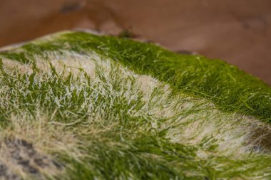Parlak yeşil yosun deniz taş üzerinde büyüyen. Yeşil algler Beach. Doğal sahil tesisleri. Yeşil kaplı deniz güzel bir closeup kayalar.