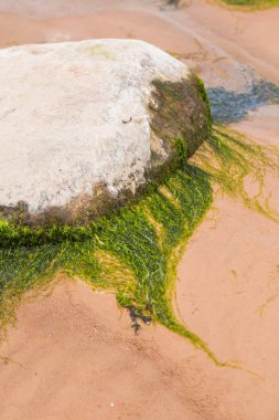 Parlak yeşil yosun deniz taş üzerinde büyüyen. Yeşil algler Beach. Doğal sahil tesisleri. Yeşil kaplı deniz güzel bir closeup kayalar.