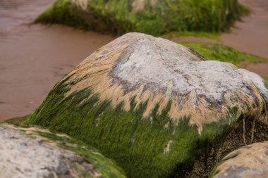 Parlak yeşil yosun deniz taş üzerinde büyüyen. Yeşil algler Beach. Doğal sahil tesisleri. Yeşil kaplı deniz güzel bir closeup kayalar.