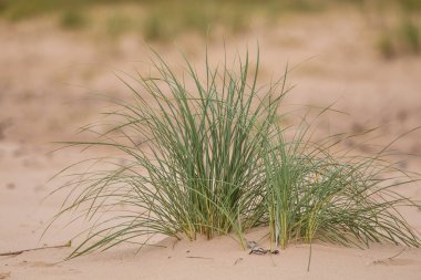 Kuma büyüyen yeşil deniz çimen. Güzel bir plaj flora rüzgarda. Deniz sahil sahne bitkiler ile.