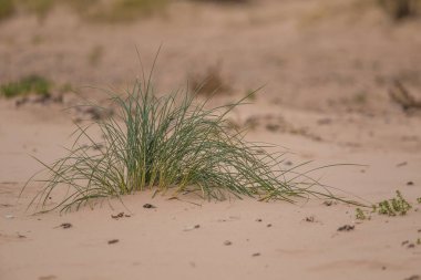 Kuma büyüyen yeşil deniz çimen. Güzel bir plaj flora rüzgarda. Deniz sahil sahne bitkiler ile.
