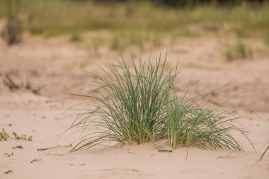Kuma büyüyen yeşil deniz çimen. Güzel bir plaj flora rüzgarda. Deniz sahil sahne bitkiler ile.