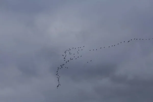 Denizin üzerinde uçan bir göçmen kuşlar ile güzel bir sahne. Kuş göç Güz. Kuşlar güneye uçar. — Stok fotoğraf