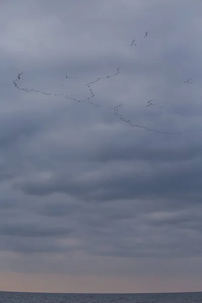 Un hermoso paisaje con aves migratorias volando sobre el mar. Migración de aves en otoño. Las aves vuelan hacia el sur . — Foto de Stock