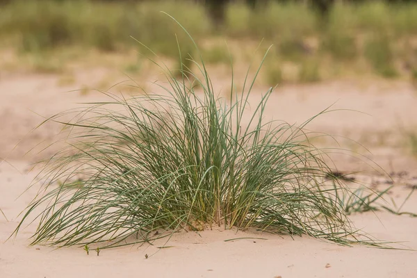 Una hierba verde junto al mar creciendo en la arena. Hermosa flora de playa en el viento. Paisaje costero con plantas . — Foto de Stock