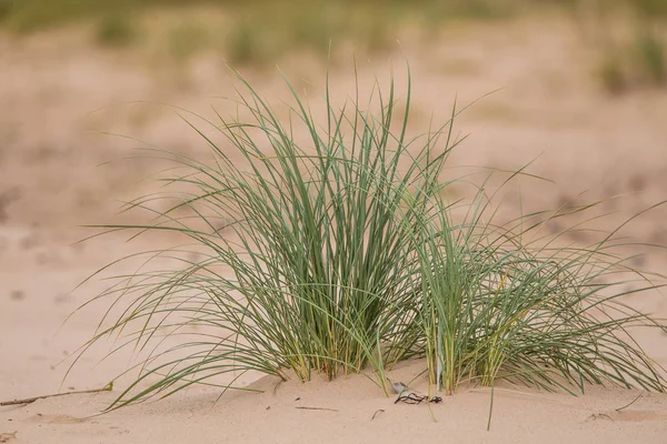 Kuma büyüyen yeşil deniz çimen. Güzel bir plaj flora rüzgarda. Deniz sahil sahne bitkiler ile.