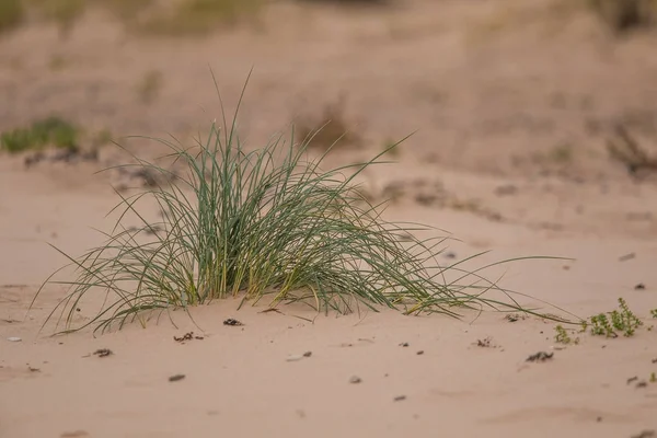 Kuma büyüyen yeşil deniz çimen. Güzel bir plaj flora rüzgarda. Deniz sahil sahne bitkiler ile.