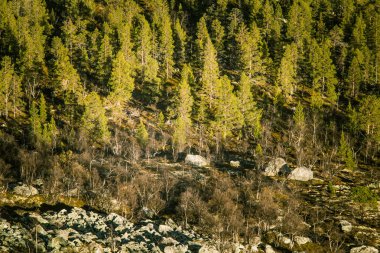 Güzel bir hava manzara Norveç'te bir sonbahar ormanı. Çam ağaçları yukarıdan. Renkli orman manzara.