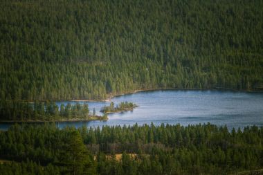 Güzel bir hava manzara Norveç'te Gölü ile sonbahar bir ormanı. Çam ağaçları yukarıdan. Renkli orman manzara.