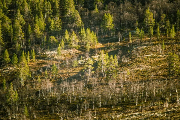 Krásné letecký pohled podzimní les v Norsku. Borovicemi shora. Barevné lesní krajina. — Stock fotografie