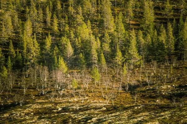 ノルウェーの秋の森の美しい撮上から松の木。カラフルな森の風景. — ストック写真