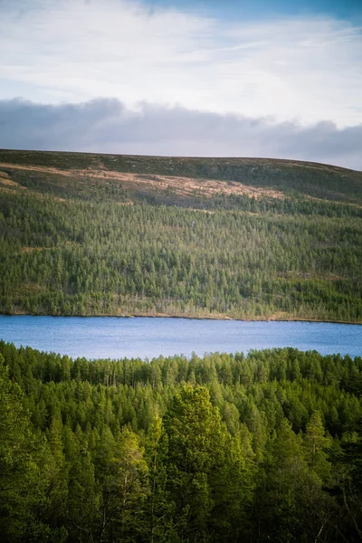 Una hermosa vista aérea de un bosque de otoño en Noruega. Pinos de arriba. Paisaje forestal colorido . —  Fotos de Stock