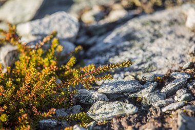 Norveç'te sonbaharda bir dağ tepe üzerinde büyüyen yabani çilek. Ayılar için lezzetli yemekler.