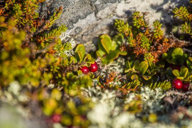 Norveç'te sonbaharda bir dağ tepe üzerinde büyüyen yabani çilek. Ayılar için lezzetli yemekler.