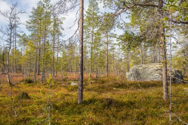 Merkez Norveç orman Femundsmarka Milli Parkı'nda güzel bir sonbahar manzara.