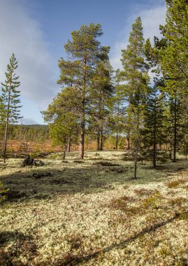 Merkez Norveç orman Femundsmarka Milli Parkı'nda güzel bir sonbahar manzara.