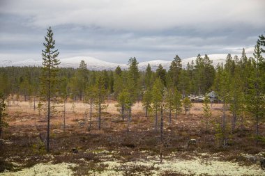 Merkez Norveç orman Femundsmarka Milli Parkı'nda güzel bir sonbahar manzara.