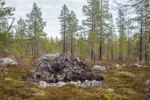 Un bellissimo paesaggio autunnale di una foresta norvegese centrale nel Parco Nazionale di Femundsmarka . — Foto Stock