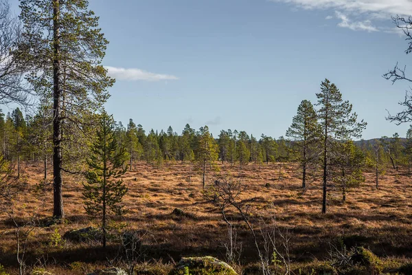 Un beau paysage automnal d'une forêt norvégienne centrale dans le parc national Femundsmarka . — Photo