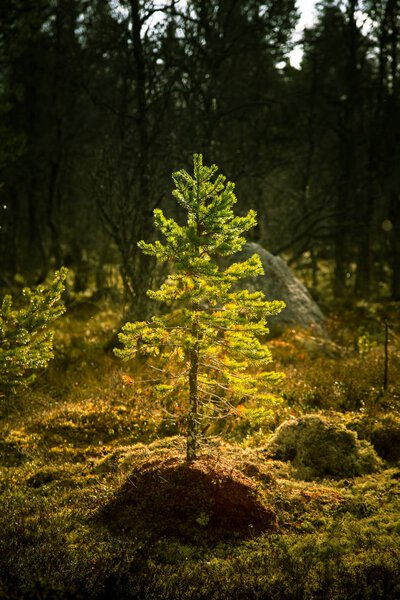 A beautiful autumn landscape of a central Norwegian forest in Femundsmarka National Park.