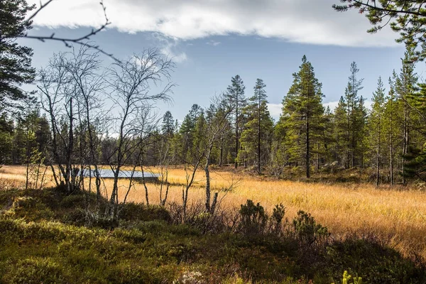 Красиві осінні краєвид Центральної норвезький ліс у національному парку Femundsmarka. — стокове фото