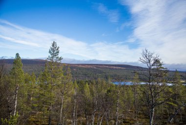 Bir yamaca güzel bir orman. Norveç dağlarında sonbahar ahşap sahne. Renkli orman manzara Kuzey.