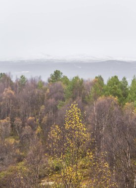 Sarı yaprakları ile güzel sonbahar manzara Norveç'te. Renkli nordic sahne.