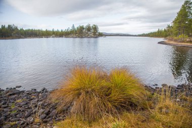 Femundsmarka Milli Parkı'nda Norveç'te bir göl kıyısında, güzel bir sonbahar manzara. Mevsimlik sahne güz.