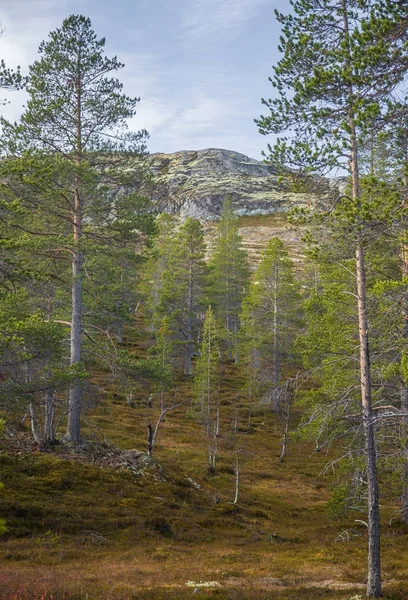 Красиві лісу, на схилі пагорба. Осінні дерева пейзажі в горах Норвезька. Барвистий ліс краєвид півночі. — стокове фото