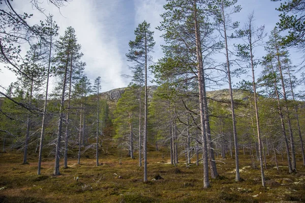 Pięknego lasu na wzgórzu. Jesienne dekoracje drewniane w norweskich górach. Kolorowy Las Krajobraz w północnej. — Zdjęcie stockowe