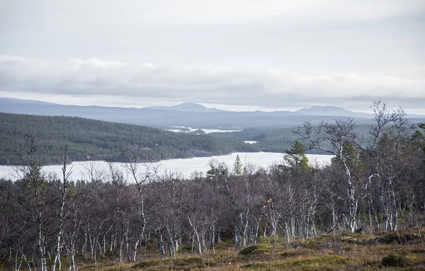 A beautiful forest on a hillside. Autumn wood scenery in the Norwegian mountains. Colorful forest landscape in north. — Stock Photo, Image