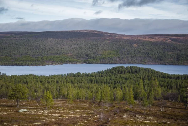 En vacker skog på en sluttning. Hösten trä natur i de norska fjällen. Färgglada skogslandskapet i norr. — Stockfoto