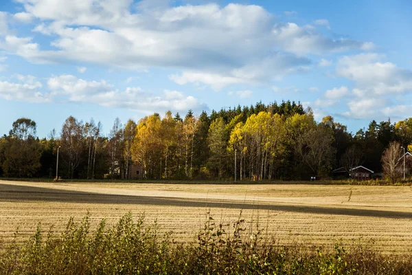 Hermoso paisaje otoñal en Noruega con hojas amarillas. Colorido paisaje nórdico . — Foto de Stock