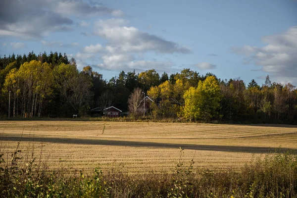 Krásné podzimní krajina v Norsku s žluté listy. Barevné Severská krajina. — Stock fotografie