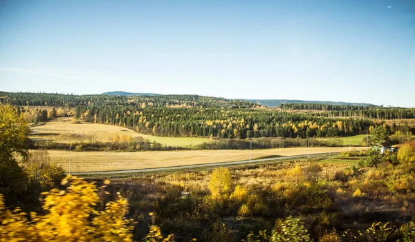 Krásné podzimní krajina v Norsku s žluté listy. Barevné Severská krajina. — Stock fotografie