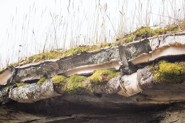 Una hermosa casa de madera en el bosque con una hierba y musgo creciendo en un techo. Techo natural, edificio tradicional en Noruega. Hermoso paisaje de otoño . — Foto de Stock